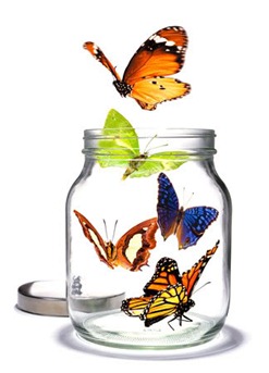 butterfly in a jar